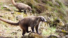 Coati (Nasua Nasua)