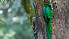 A Resplendent quetzal (Pharomachrus mocinno) male at its nest cavity.