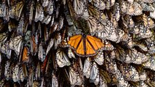 Monarch butterflies (Danaus plexippus)