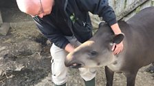 Lance & a Tapir