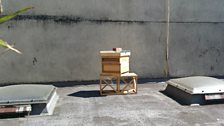 Urban Beekeeping