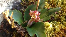 Tormaen yr Eira, saxifraga nivelis arctic saxifrage, llun gan Guto Roberts