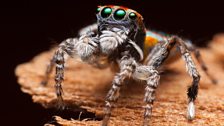 A male peacock jumping spider