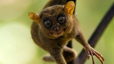 A tarsier on the hunt