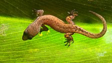 A pygmy gecko