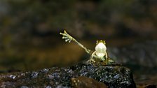 A propositioning foot flagging frog