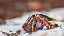 A hermit crab looking for a new home