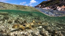 The ingenious epaulette shark