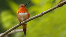 A Rufous hummingbird perched on a branch