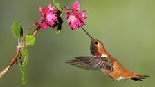 A Rufous humming bird feeding after its long flight