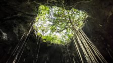 Catbej Cenote and its strangler fig