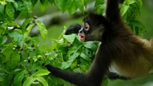 Geoffroy's spider monkey (Ateles geoffroyi)