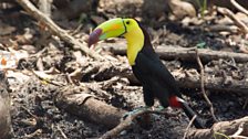 Keel-billed Toucan (Ramphastos sulfuratus)