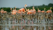 Flock of flamingoes wading in water