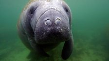 A West Indian manatee underwater