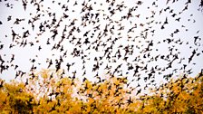 Multiple species of bats emerge from a limestone cave at dusk