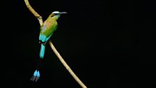 Turquoise browed motmot (Eumomota superciliosa), perched on a branch