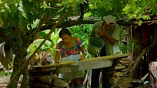 Don Roque and his wife Doña Zou tender their forest garden in a way little changed since the time of their ancestors