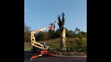 Carving beauty into a dead tree