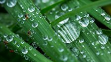 Rain drops on blades of grass