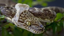 Python shedding old skin