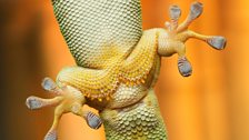 Gecko feet