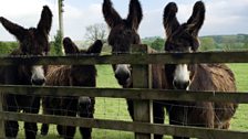 Inquisitive Donkeys