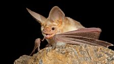 Pallid bat (Antrozous pallidus)