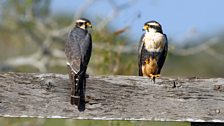 Aplomado falcons (Falco femoralis)