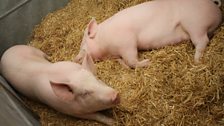 A Glimpse Of Some Livestock at the Balmoral Show 2017