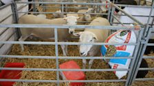 A Glimpse Of Some Livestock at the Balmoral Show 2017