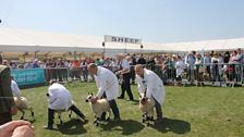 A Glimpse Of Some Livestock at the Balmoral Show 2017