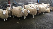 Lining up for a shearing