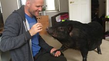 Pet Pig