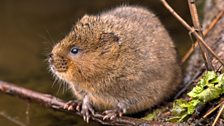 Water voles