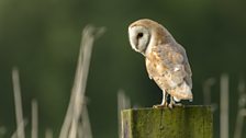 Barn Owl