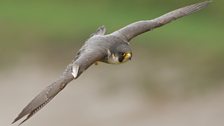 Peregrine