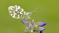 Orange tip butterflies are on the agenda too