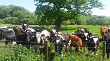 Cows in Carmarthenshire