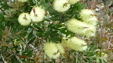 Planhigyn Brwsh Potel Lemon Callistemon Portmeirion Llun gan Gwynedd Roberts