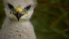 Buzzard chick