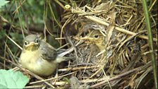 Chiffchaff chicks