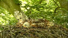 Sleepy chicks in the red kite nest