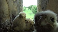 Curious kestrels