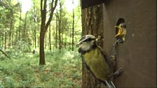 Blue tit lunch box