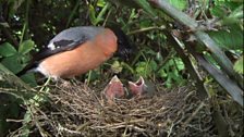 Bullfinch buffet