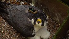 Peregrine rain stare