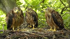 Rained on red kites