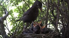 Another shot from the blackbird nest...