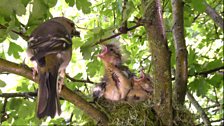 Feeding time for the chaffinches